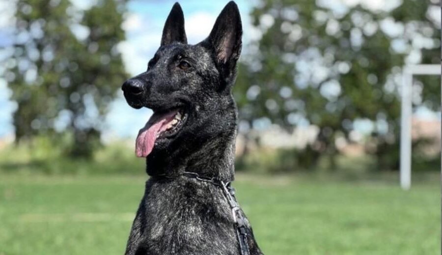Ciência e desempenho em campo: Projeto Maxx Atleta Dogs
